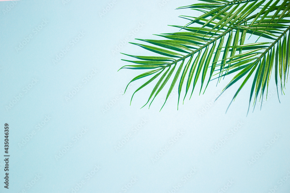 green branches of palm trees on a blue background. Top view, flat lay