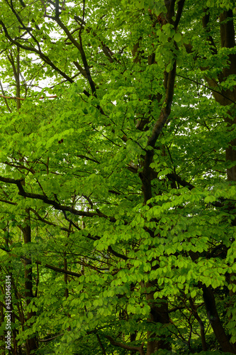 Un chemin au milieu des hêtres conduisant à un champ au milieu de la montagne. Les feuilles des arbres sont très vertes.