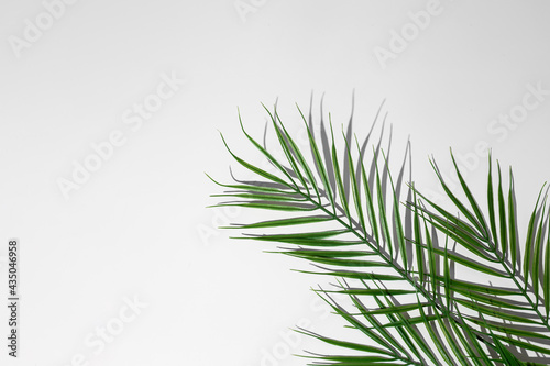green leaf of palm tree on a light background. Top view  flat lay