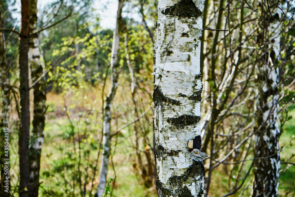 Obraz premium drzewo ,wiosna 