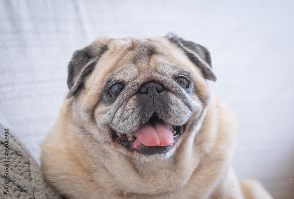 Portrait of purebred clear pug dog looking at camera, sitting on couch at home
