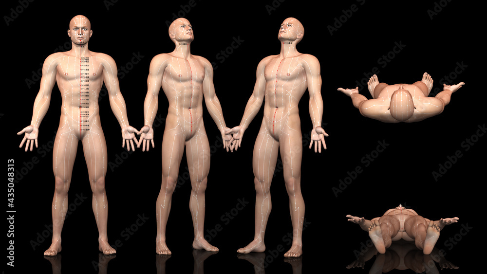 Obraz premium 鍼灸経絡・経穴図【任脈】方位別一覧（WHO制定記号付）