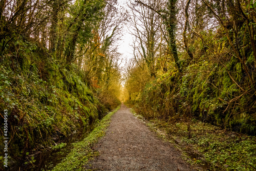 Never ending trail through a broadleaf woodland forest along the old Galloway Railway line, Threave Estate, Dumfries and Galloway, Scotland Never ending trail through a broadleaf woodland forest along the old Galloway Railway line, Threave Estate, Dumfries and Galloway, Scotland