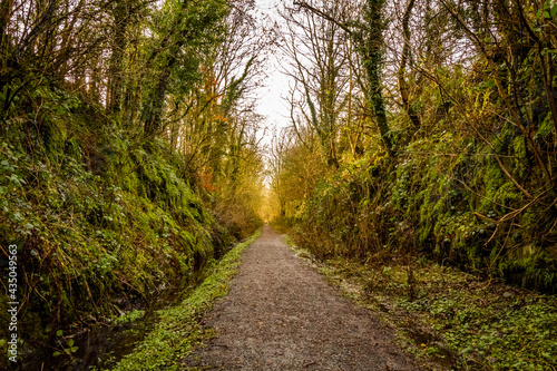 Never ending trail through a broadleaf woodland forest along the old Galloway Railway line, Threave Estate, Dumfries and Galloway, Scotland photo