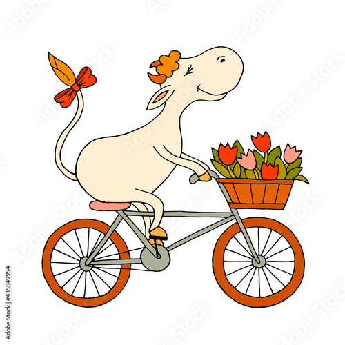 A happy cow on a bicycle carries a basket of tulips. Flower delivery. Artiodactyl animal. Children's illustration, hand-drawn. Vector. Doodle.