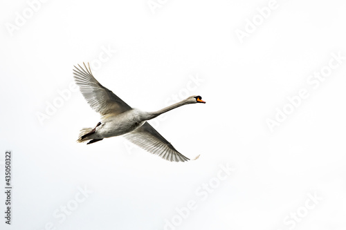 Ein Höckerschwan im Flug © Alexander von Düren