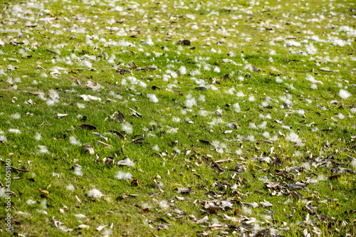 Different kapok falling in summer