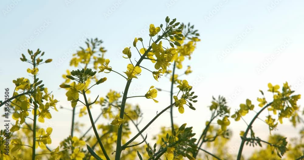 Field of beautiful springtime golden flower of rapeseed on blue sky background, canola colza in Latin Brassica napus in windy weather, rapeseed is plant for green industry Field of beautiful springtime golden flower of rapeseed on blue sky background, canola colza in Latin Brassica napus in windy weather, rapeseed is plant for green industry