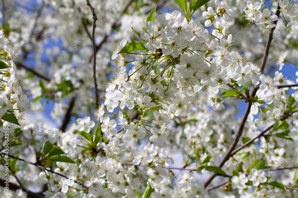 Cherry blossoms. Blooming fruit tree, apple tree, pear. Many flowers Cherry blossoms. Blooming fruit tree, apple tree, pear. Many flowers