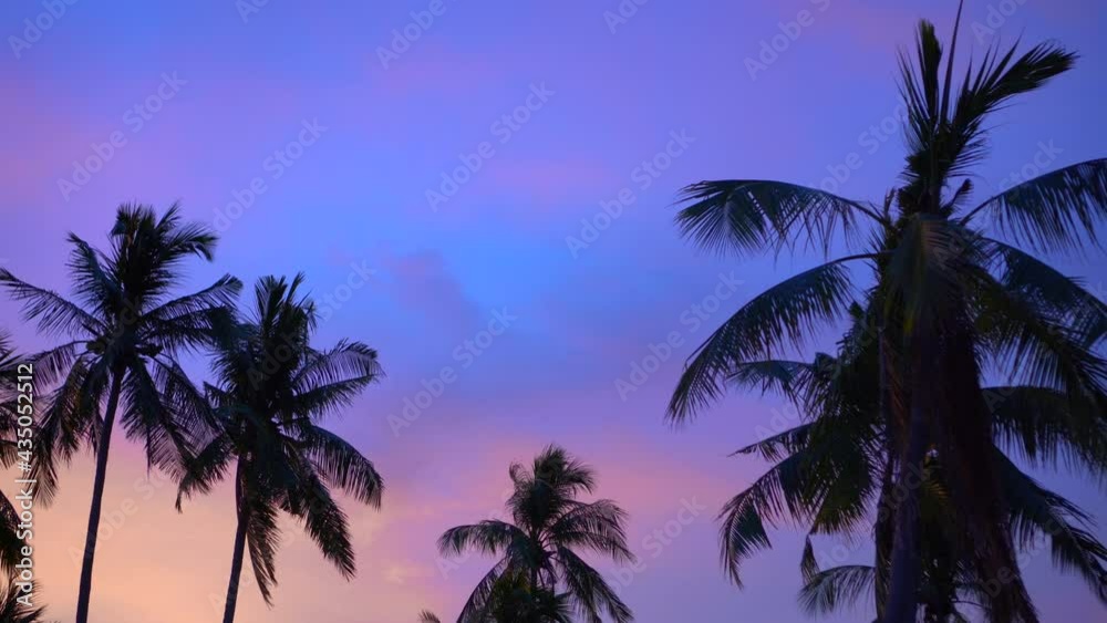 Beautiful pastel colorful sunset tropical sky coconut tree silhouette Beautiful pastel colorful sunset tropical sky coconut tree silhouette