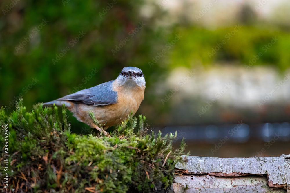 Obraz premium Kleiber (Sitta europaea)