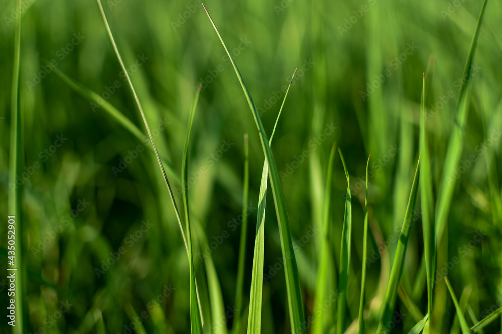 Spring, young, green grass in sunlight, close-up. Blurred background. National backdrop for spring or summer. Spring, young, green grass in sunlight, close-up. Blurred background. National backdrop for spring or summer.