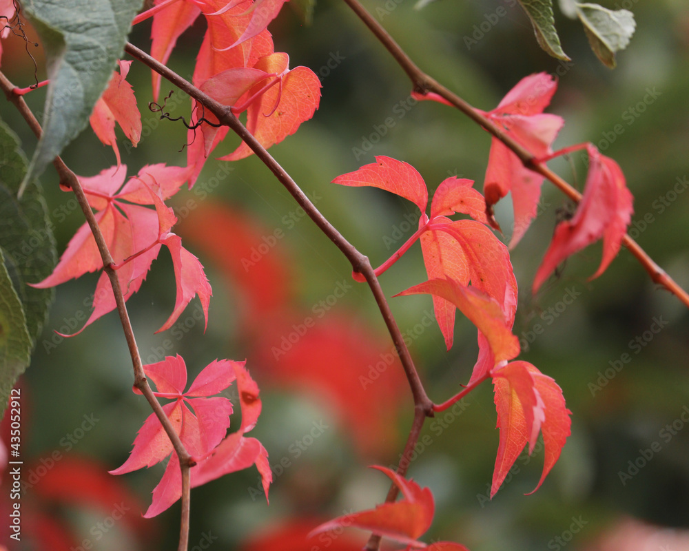 Vibrant red leaves on a tree on fall day in Germany. Vibrant red leaves on a tree on fall day in Germany.