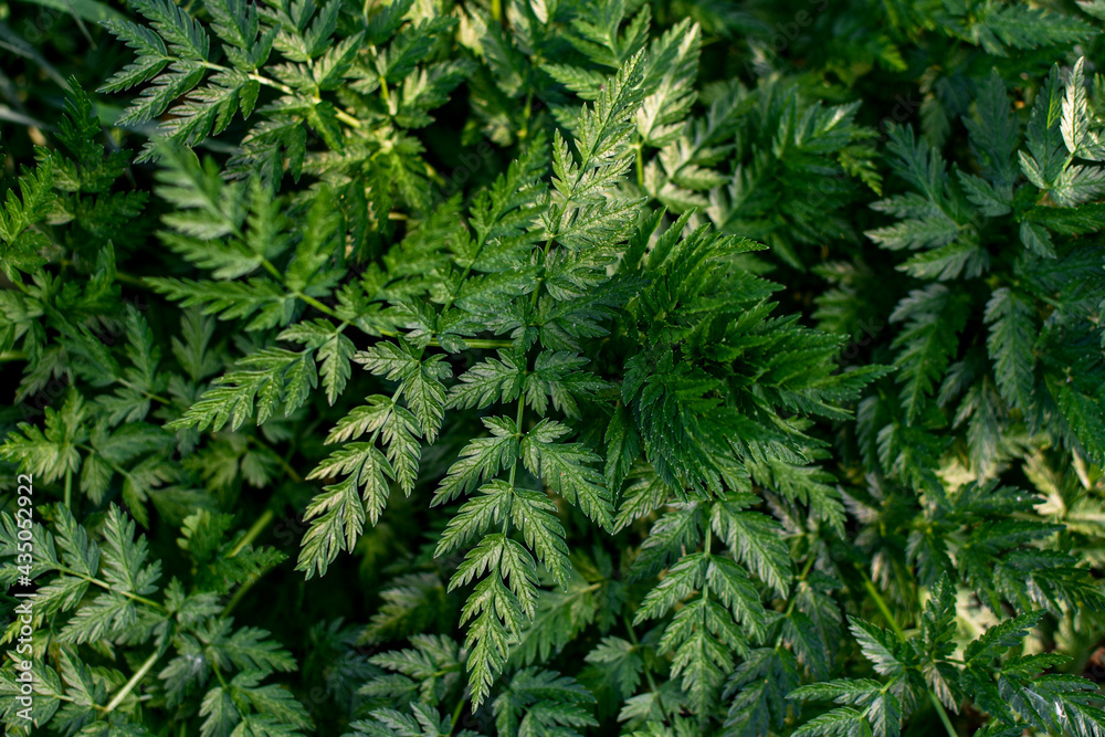 Hemlock plant leaves in sunlight. Vegetative background from leaves of plants. Lush natural foliage. 