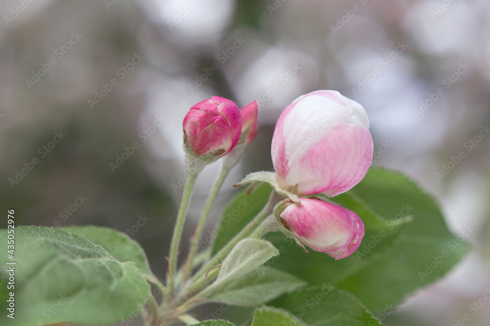 Apple flower buds with close up. Spring blossoming garden background. Fresh pink flowers bunch with macro and unfocused backdrop.