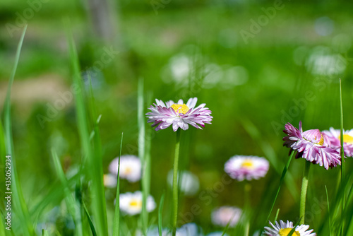 Natural concept with white-pink daisies on a blurred background  close-up of a flower. Summer or spring daytime landscape.