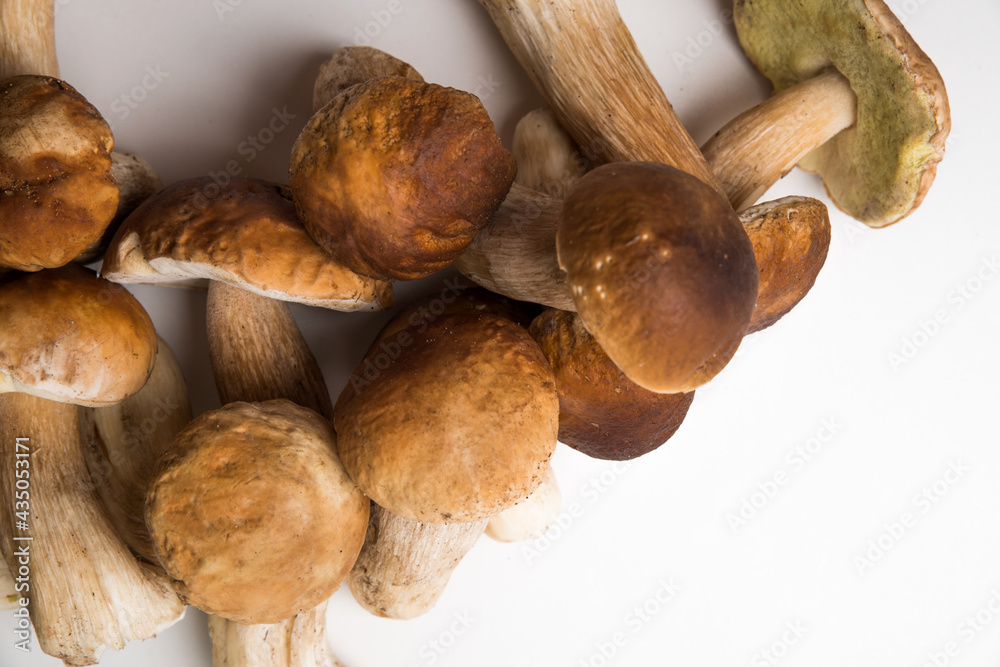 Freshly picked porcini mushrooms. Boletus with a brown hat.
