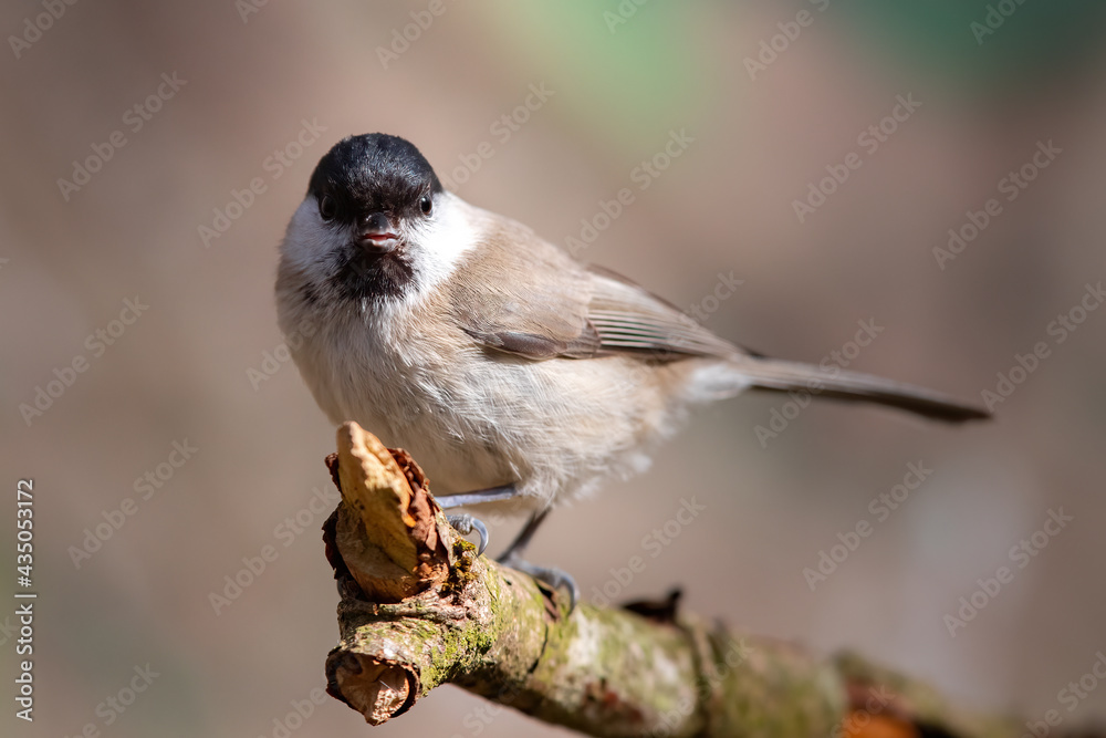 Naklejka premium Sumpfmeise (Parus palustris)