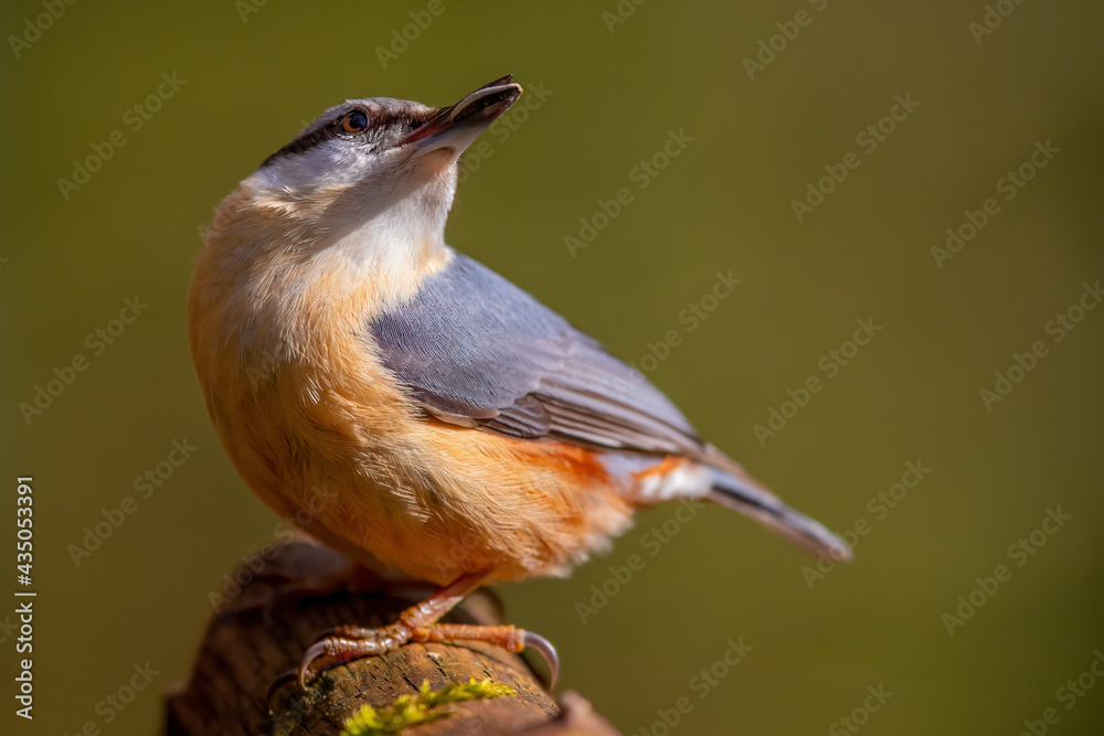 Kleiber (Sitta europaea) Kleiber (Sitta europaea)