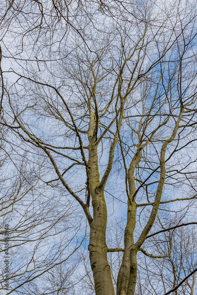Blick in die Kronen eines Buchenwaldes Blick in die Kronen eines Buchenwaldes