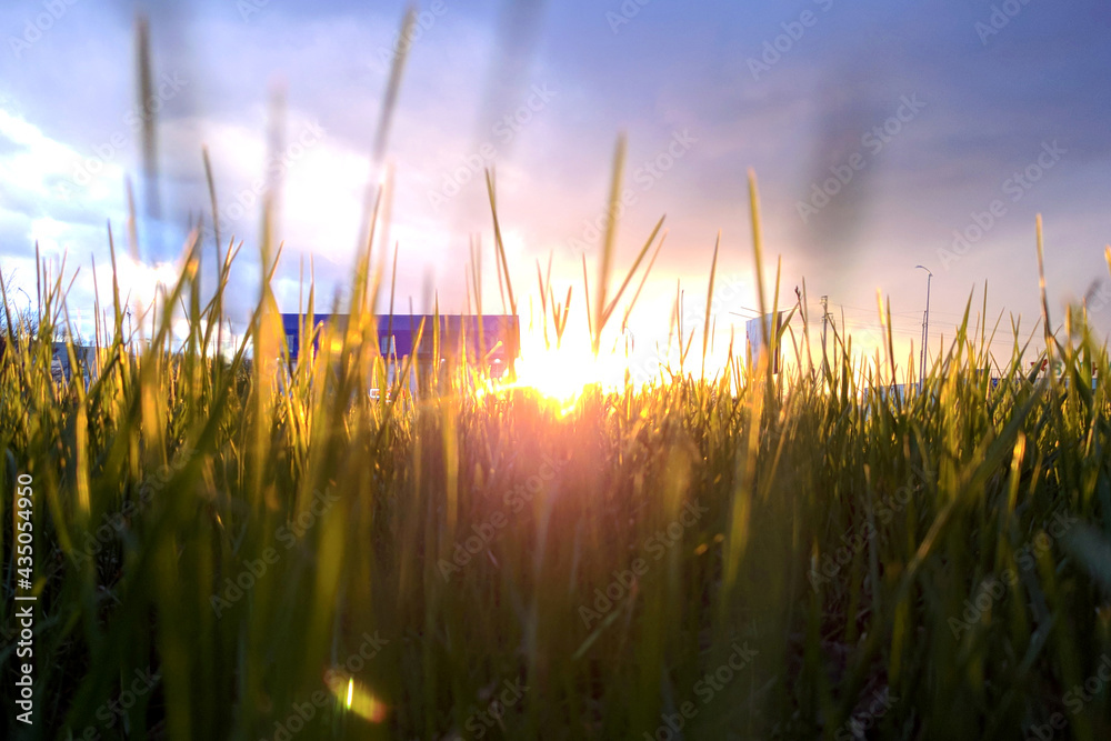 Sunset or dawn sun on summer grass background