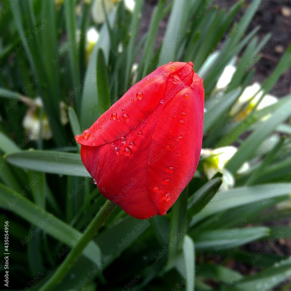 Drops on a tulip bud, blooming flower in the garden in summer