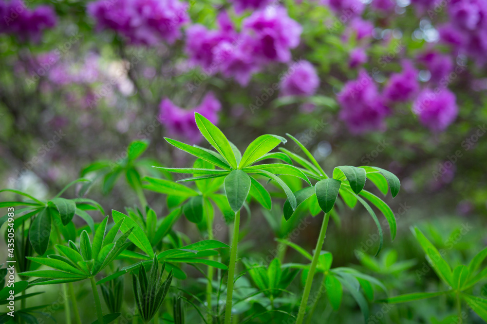 Obraz premium 庭の草, 緑の葉, 葉, 自然