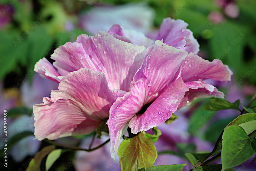 Naklejka premium Pink