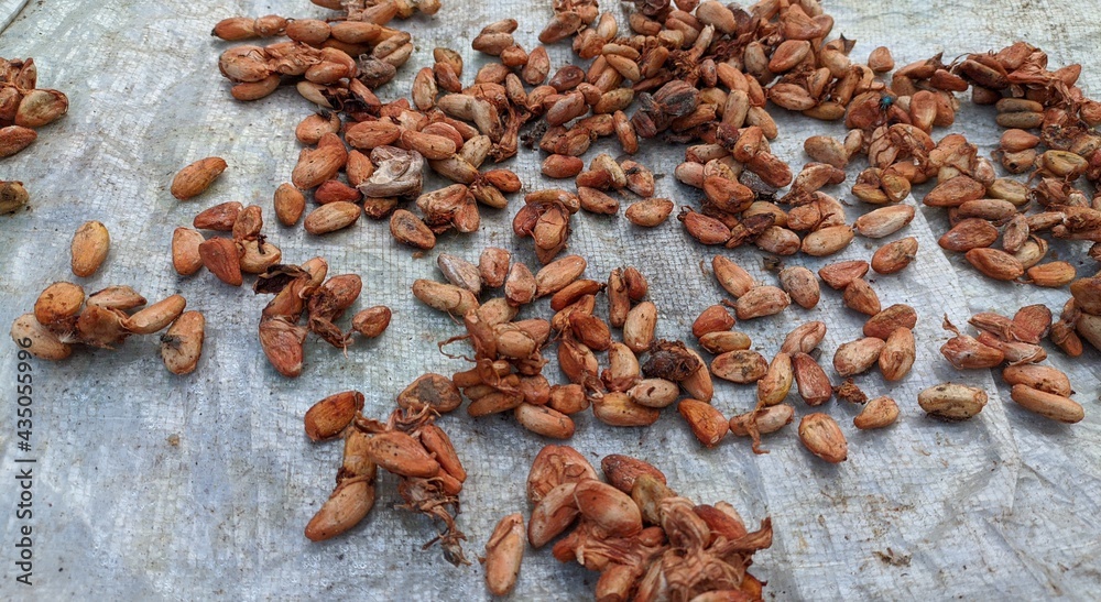 Obraz premium drying of cacao bean