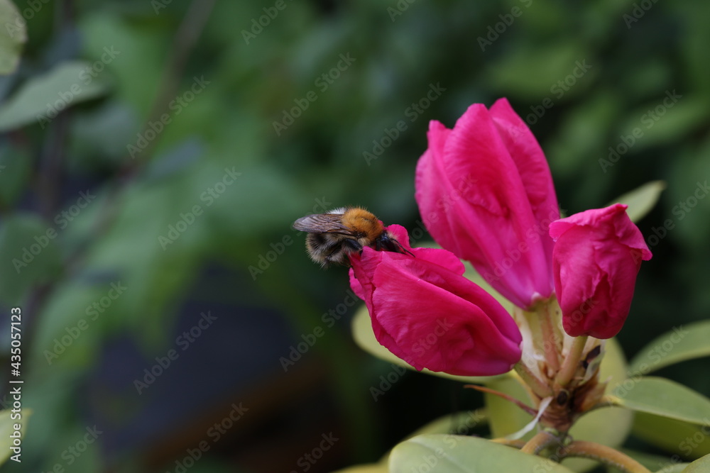 Shaggy bumblebee on a red rhododendron flower Shaggy bumblebee on a red rhododendron flower