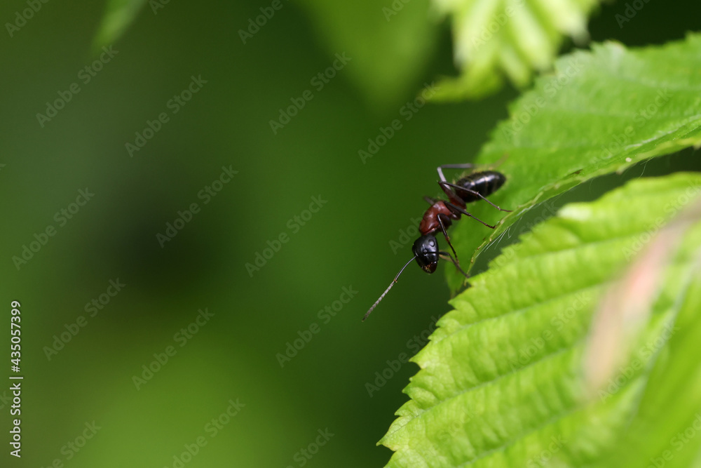 The ant is crawling on the plant The ant is crawling on the plant