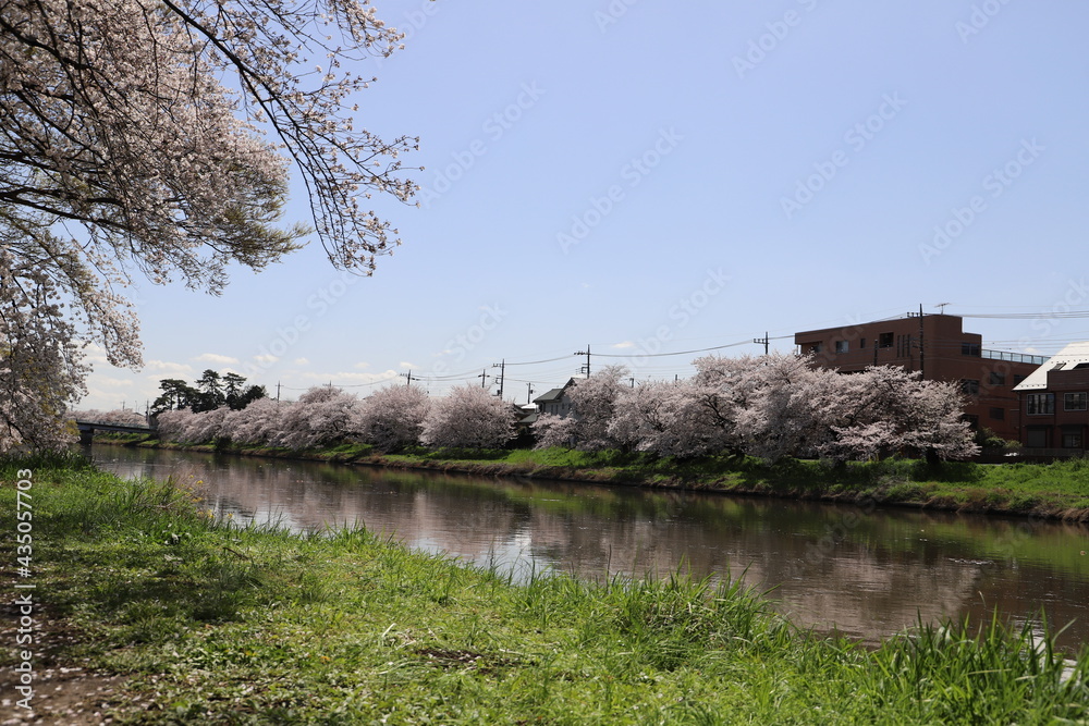 Obraz premium 春の日本の埼玉県を流れる元荒川の河川敷に咲くソメイヨシノのサクラの花