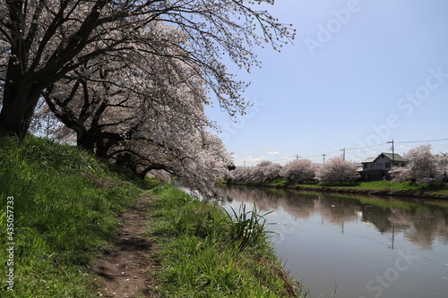 春の日本の埼玉県を流れる元荒川の河川敷に咲くソメイヨシノのサクラの花