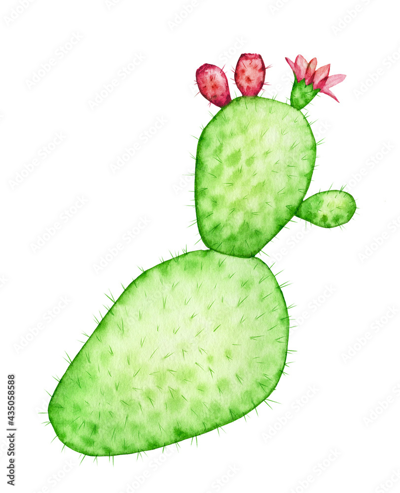 Watercolor cactus plant. Ripe red fruits and flower. Transparent exotic succulent isolated on white. Abstract botanical illustrations Watercolor cactus plant. Ripe red fruits and flower. Transparent exotic succulent isolated on white. Abstract botanical illustrations
