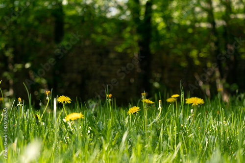 spring or summer background with yellow dandelions and green grass. Copy space