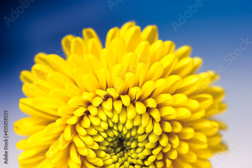 Beautiful small yellow chrysanthemum isolated on a deep blue blurry background. Macro shot of bright spring flower petals. Yellow mums flowers image. A present for Mother s Day and other holidays.