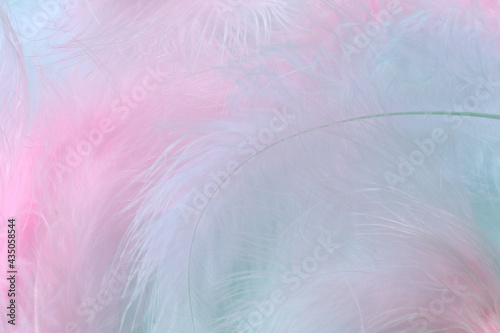 Pink and blue feathers macro blurred background