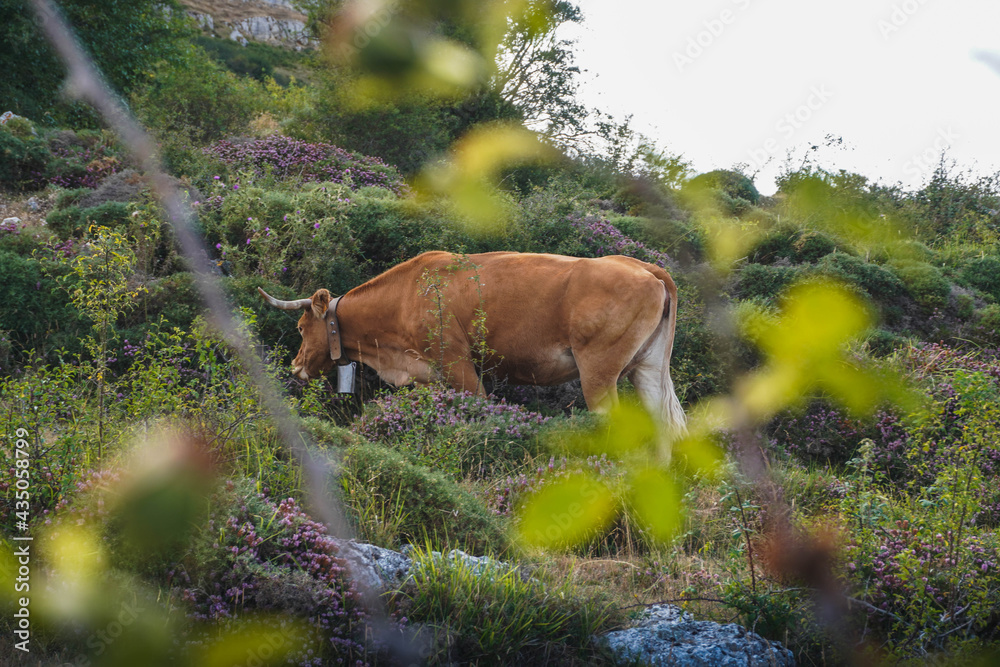 Cow grazing on the mountain Cow grazing on the mountain