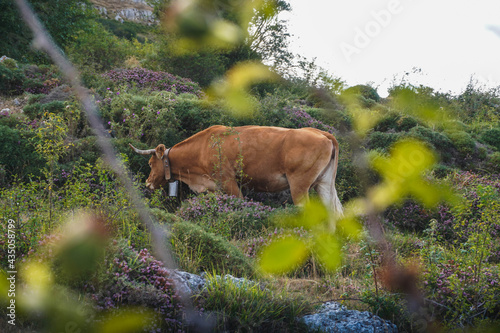 Cow grazing on the mountain