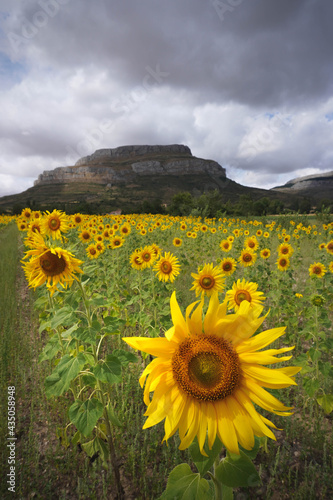 Sunflower field with a mountain in the background