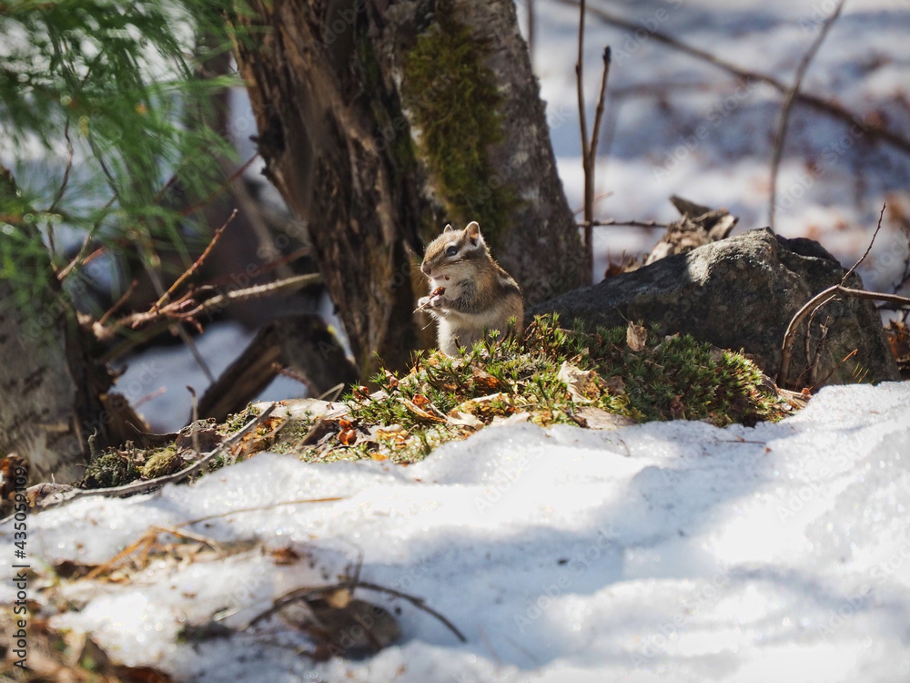 An Asian chipmunk eats off in the spring after hibernation in the region of Mount Kachkanar in the Urals
An Asian chipmunk eats off in the spring after hibernation in the region of Mount Kachkanar in the Urals