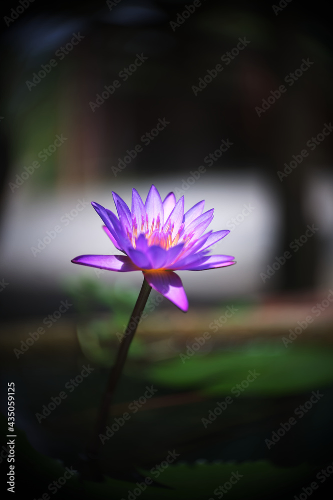 Purple lotus flower in the garden Purple lotus flower in the garden