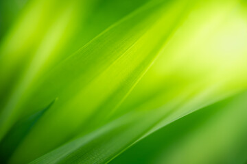 Nature of green leaf in garden at summer. Natural green leaves plants using as spring background cover page greenery environment ecology wallpaper
