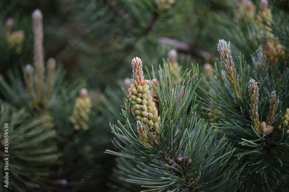 Pine blossom Pine blossom