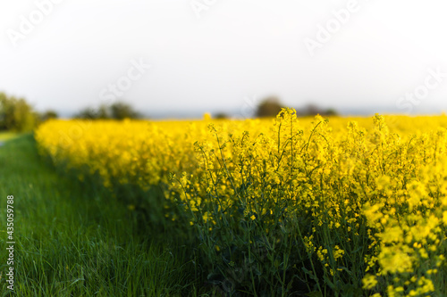 Raps Rapsblüte Rapsfeld in grellem Gelb im Sonnenlicht