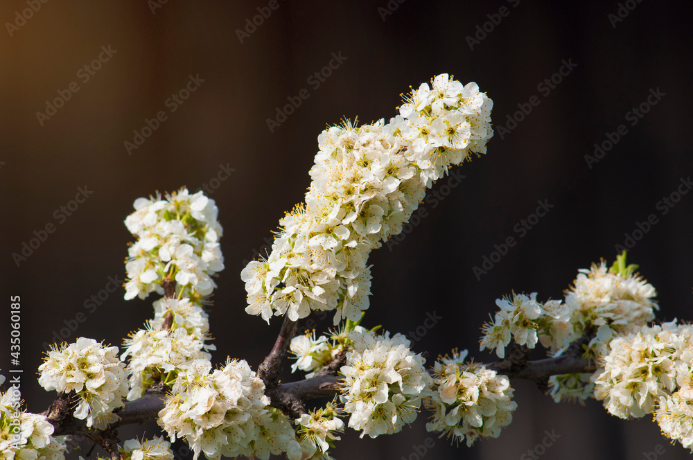 a plum branch blooming with white flowers on a dark background a plum branch blooming with white flowers on a dark background