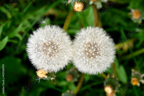 Fototapeta Naklejka Na Ścianę i Meble -  In the photo, seeds blown by the wind, a plant called dandelion growing on lawns in the village of Galiny in Masuria, Poland.