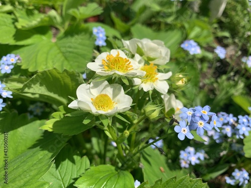 White flowers of strawberry with green leaves close-up. Seedling strawberry. Concept garden and vegetable garden.