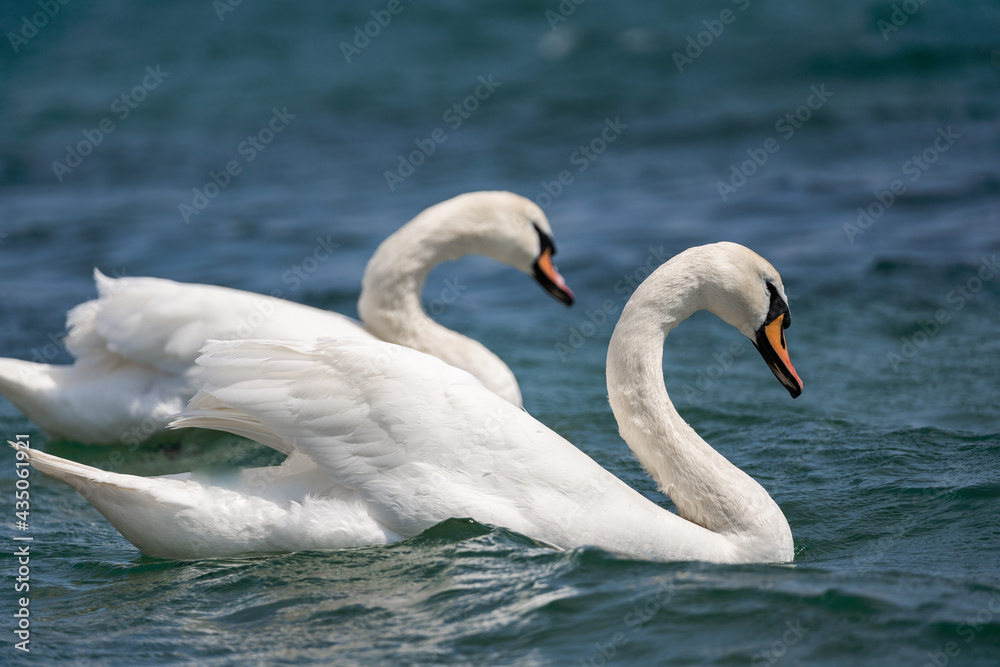 Obraz premium swan on lake water in sunny day, swans on pond