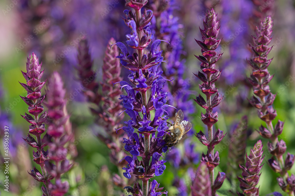 close-up of a honeybee harvesting on blue and purple sage blossoms with blurry background close-up of a honeybee harvesting on blue and purple sage blossoms with blurry background
